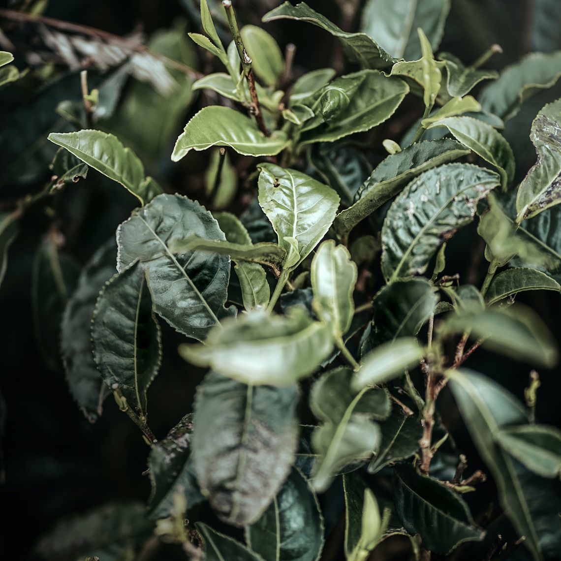 Obrazek - Wszystko o zielonej herbacie